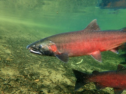 Salmon swimming.