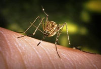 Mosquito on human skin.