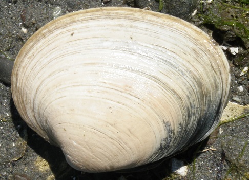 Butter clam on the beach.