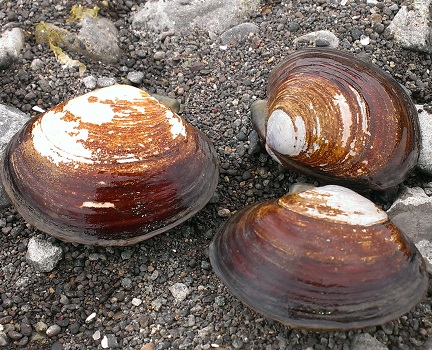 Varnish clams on the beach.