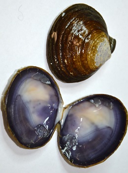 Varnish clam opened.